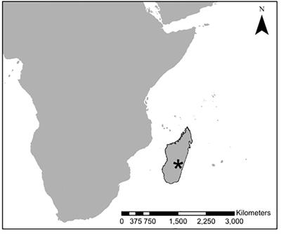 The Progressive Spread of the Vascular Wilt Like Pathogen of Calophyllum Detected in Ranomafana National Park, Madagascar